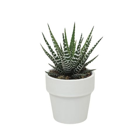 Haworthia fasciata 'Big Band'