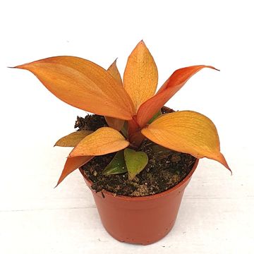 Philodendron 'McColley's Finale'