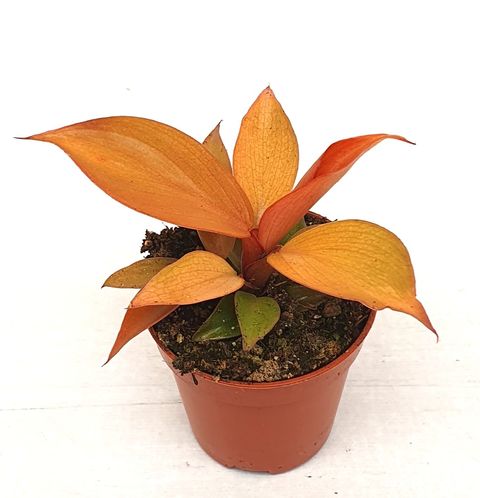 Philodendron 'McColley's Finale'