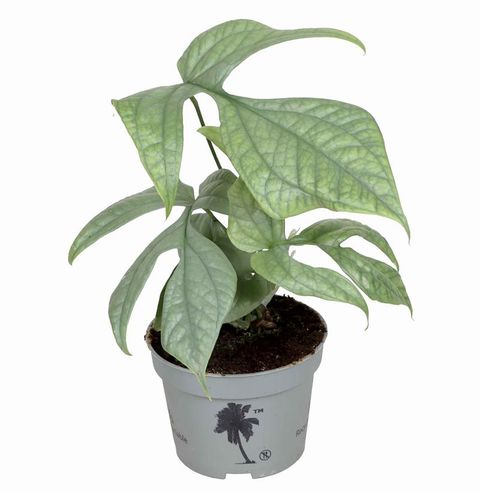 Amydrium medium SILVER