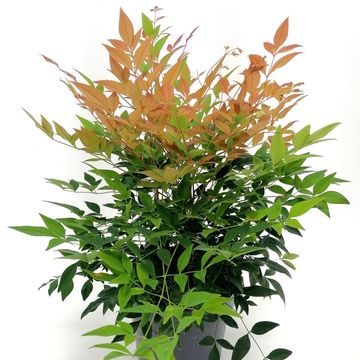 Nandina domestica 'Gulf Stream'