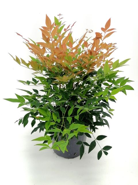 Nandina domestica 'Gulf Stream'