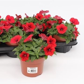 Petunia FAMOUS RED
