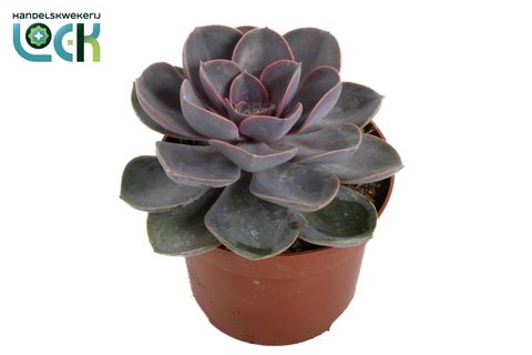 Echeveria 'Perle von Nürnberg'