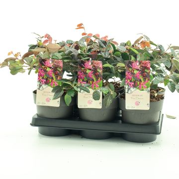 Loropetalum chinense 'Fire Dance'