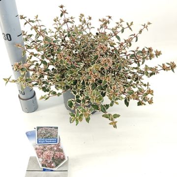 Abelia x grandiflora MAGIC DAYDREAM