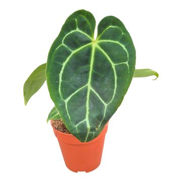 Anthurium crystallinum 'Hybrid'