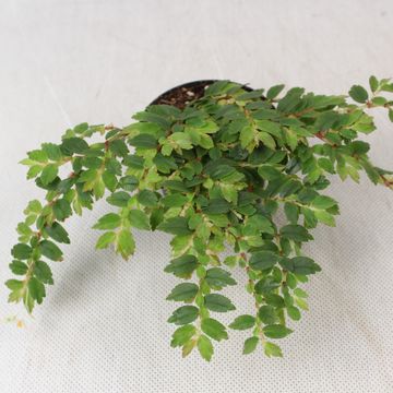 Begonia foliosa miniata