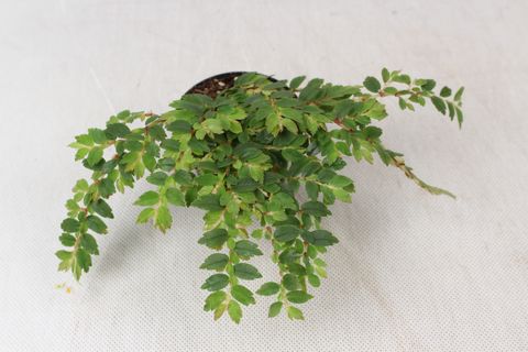 Begonia foliosa miniata