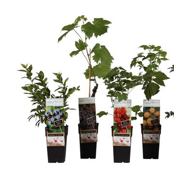 Plantes fruitières MIX