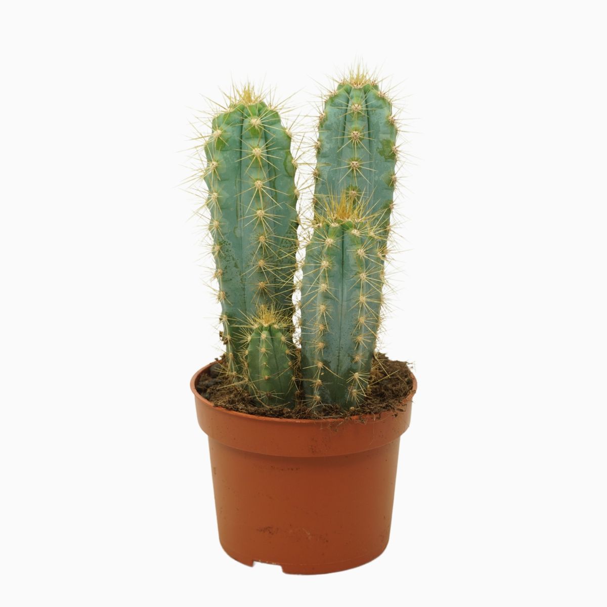 Pilosocereus azureus — Toptan Bitki Satışı FlorAccess