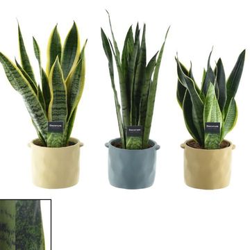 Sansevieria trifasciata MIX﻿