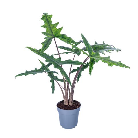 Alocasia SABRINA NARROW