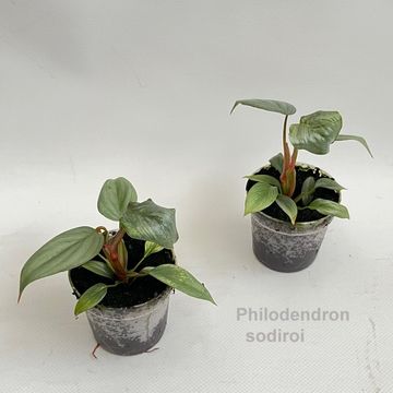 Filodendron sodiroi