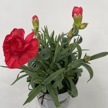 Dianthus 'Sunflor Napoli'