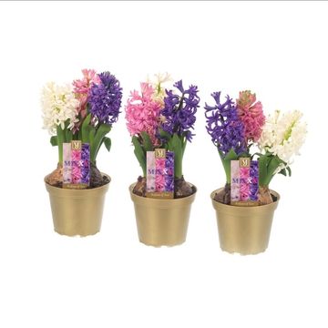 Hyacinthus Гиацинт восточный МИКС В ГОРШКЕ