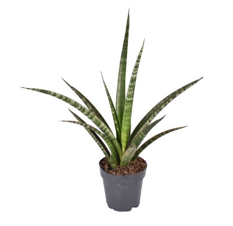 Sansevieria trifasciata 'Megan'