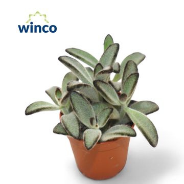 Kalanchoe tomentosa 'Jumbo'