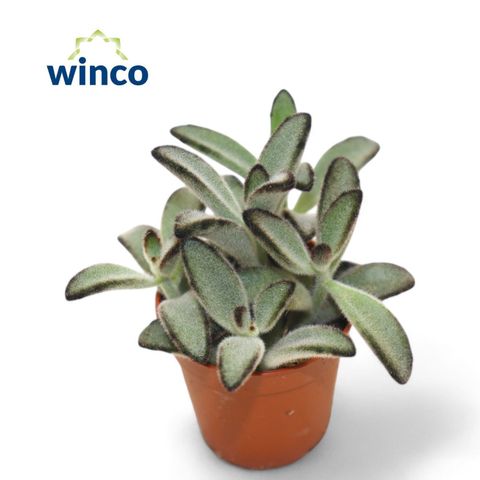 Kalanchoe tomentosa 'Jumbo'