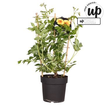 Campsis x tagliabuana SUMMER JAZZ GOLD