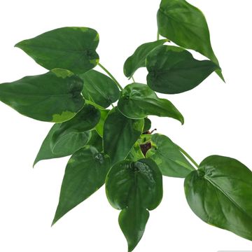 Alocasie cucullata 'Flame'