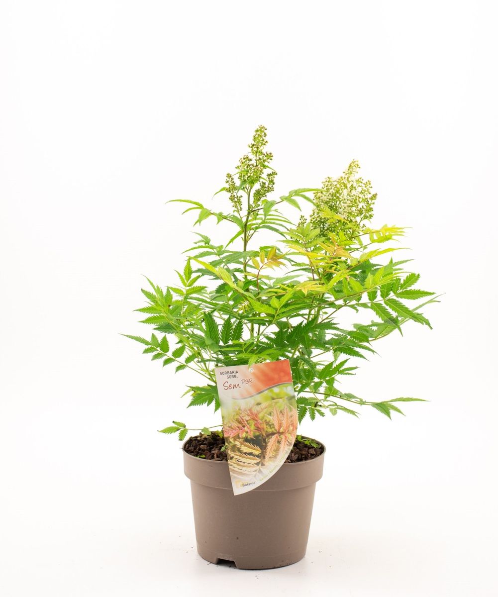 Sorbaria sorbifolia 'Sem' — Plant Wholesale FlorAccess