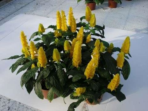 Pachystachys lutea