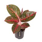 Aglaonema 'Red Sprinkles'