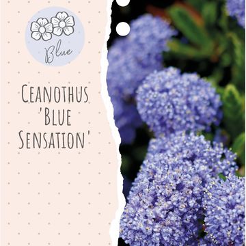 Ceanothus 'Blue Sensation'