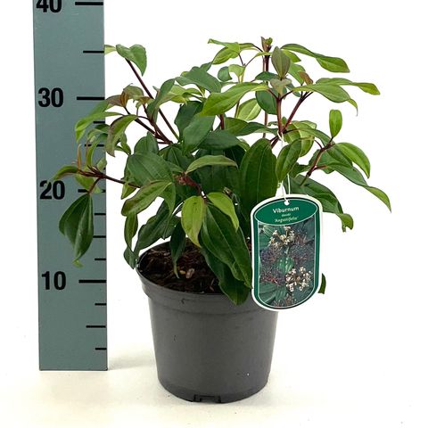 Viburnum davidii 'Angustifolium'