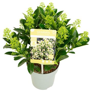 Skimmia japonica 'Finchy'