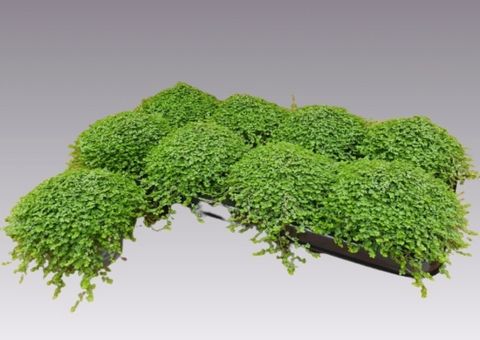 Soleirolia soleirolii