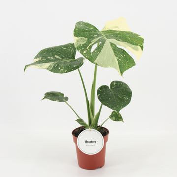 Monstera 'Thai Constellation'