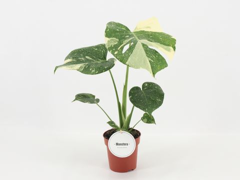 Monstera 'Thai Constellation'