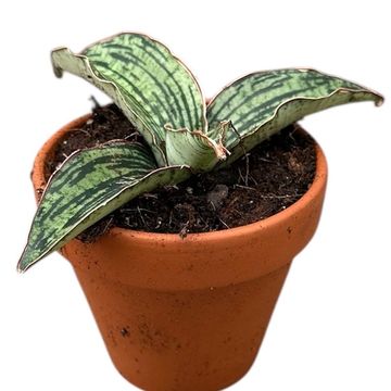 Sansevieria 'Cleopatra'