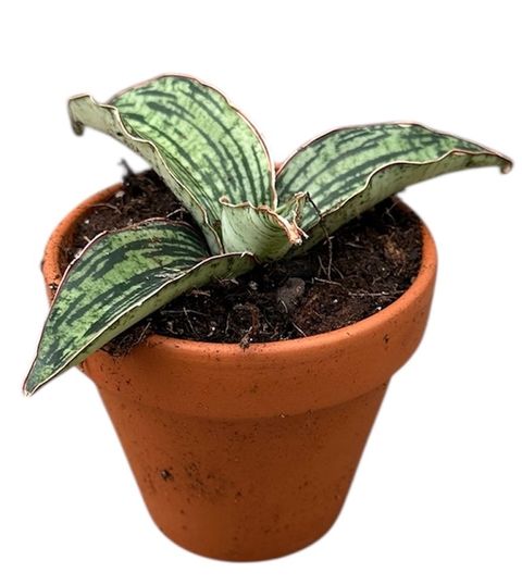 Sansevieria 'Cleopatra'