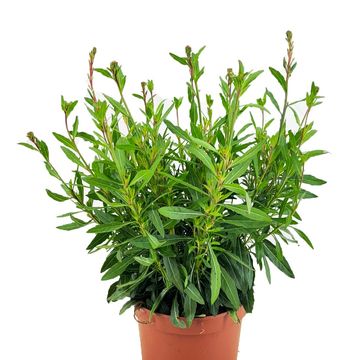 Gaura lindheimeri GEYSER WHITE