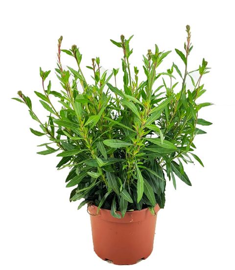 Gaura lindheimeri GEYSER WHITE