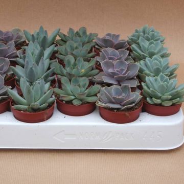 Echeveria MIX