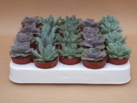 Echeveria MIX