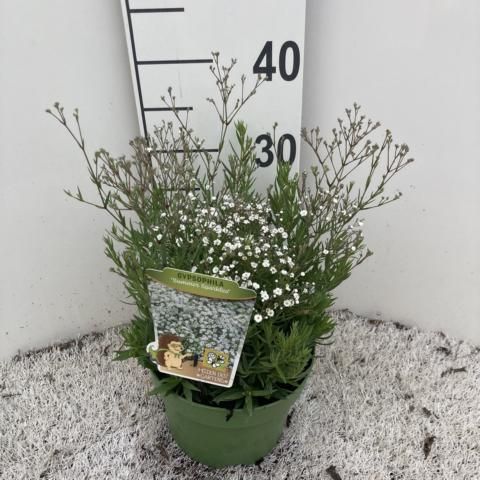 Gypsophila paniculata SUMMER SPARKLES