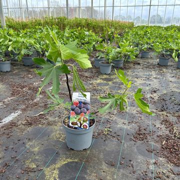 Ficus carica LITTLE MISS FIGGY