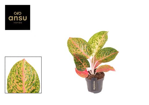 Aglaonema 'Grand Bouquet'