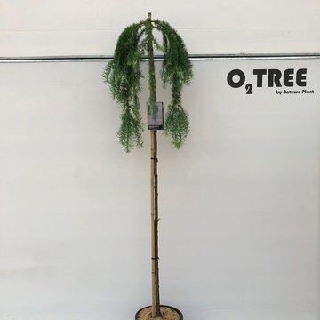 Larix kaempferi 'Stiff Weeper'