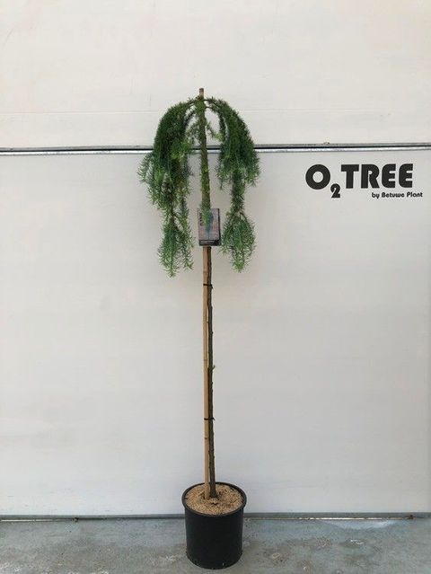 Larix kaempferi 'Stiff Weeper'