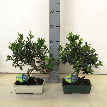 Olea europaea