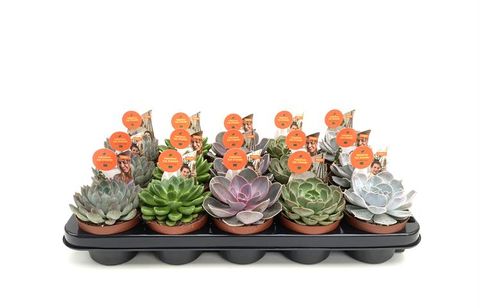 Echeveria MIX