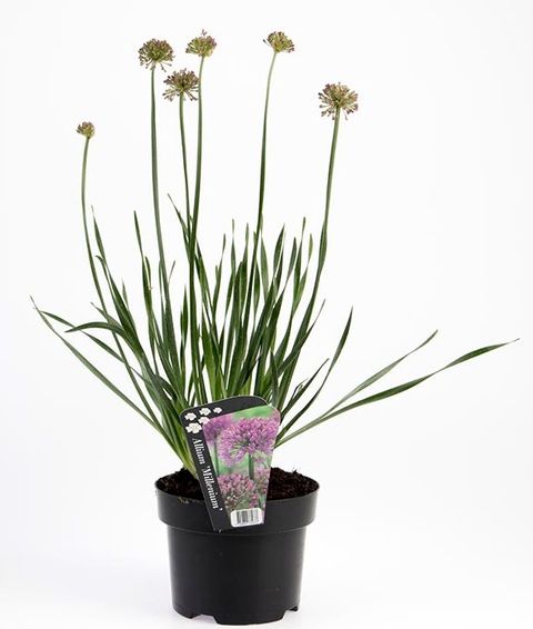 Allium senescens