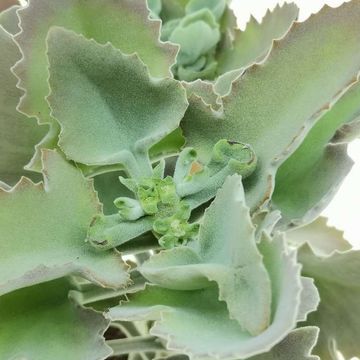 Kalanchoe beharensis