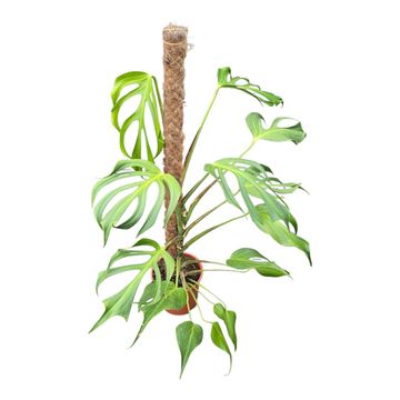 Monstera 'Burle Marx Flame'